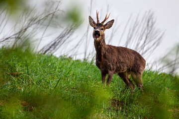 Roe Deer (Capreolus Capreolus)  in spring still in winter fur standing and looking on the  meadow during the sunrise.