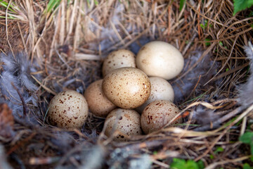 Naklejka na ściany i meble Capercaillie ( Tetrao urogallus) eggs in nest