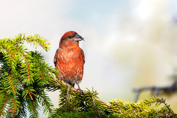 A male red crossbill (Loxia curvirostra) sitting on  branch spruce.
