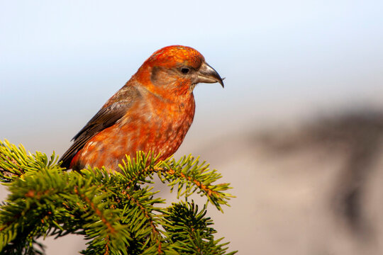 A male red crossbill (Loxia curvirostra) sitting on  branch spruce.