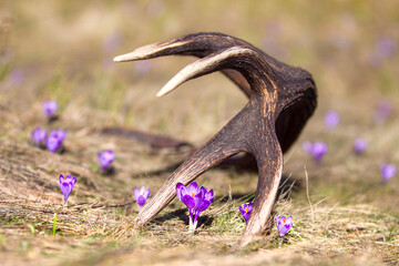 Fototapeta premium Close up of crocus heuffelii. Selective focus on beautiful purple mountain floral saffron. In the background a deer antler.