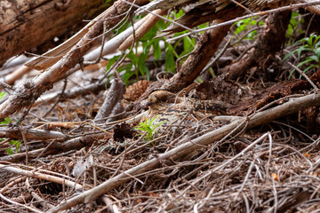 Hazel Grouse. A woman. Tetrastes bonasia. The hen sits on the eggs. Perfectly blends in with the environment.