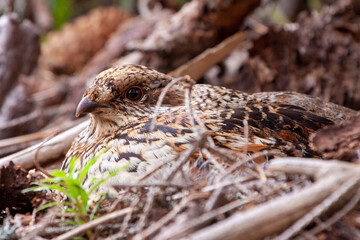 Hazel Grouse. A woman. Tetrastes bonasia. The hen sits on the eggs. Perfectly blends in with the...