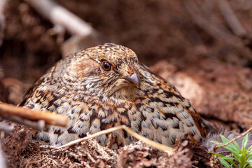 Hazel Grouse. A woman. Tetrastes bonasia. The hen sits on the eggs. Perfectly blends in with the environment.