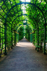 Metal arched tunnel covered with green climbing plants in old city park Summer Garden in St. Petersburg, Russia