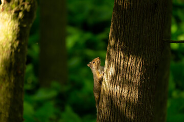 Eastern gray  squirrel in city park