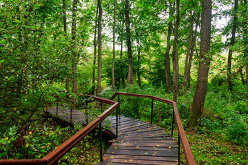 Wooden walkway in a green forest