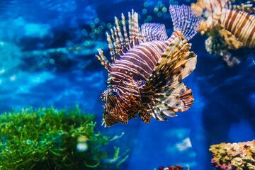 Naklejka na ściany i meble tropical exotic fish red lionfish Pterois volitans swims in an aquarium