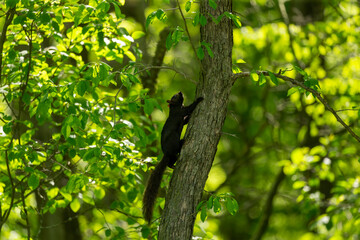 Eastern gray squirrel - black in Wisconsin  state park