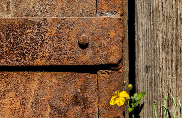 Part of rusty steel door with rivets, wooden jamb and yellow flower