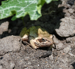 a brown frog sits on the ground under a green leaf. Sandstones stuck to the muzzle