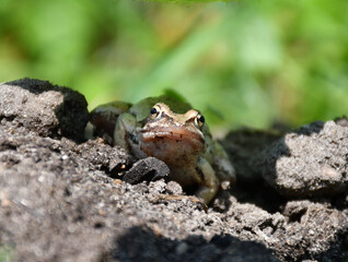 a brown frog sits on the ground. Sand stuck to the muzzle. Looks directly