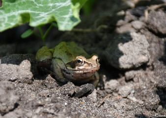 a brown frog sits on the ground under a green leaf. Sandstones stuck to the muzzle