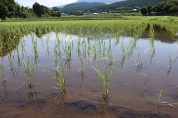田んぼ