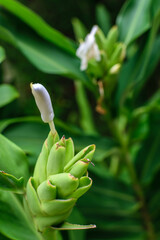 Tuberose flower with leaves in focus with green background