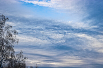 Unusually lit cirrus clouds over a winter forest. Trees with bare branches.