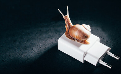 Snail on a white power adapter. Slow phone charging. Old power supply. A place under the...