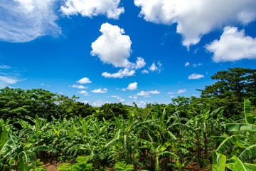 Fototapeta na wymiar 沖縄　バナナ畑