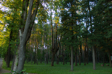 trees in the park