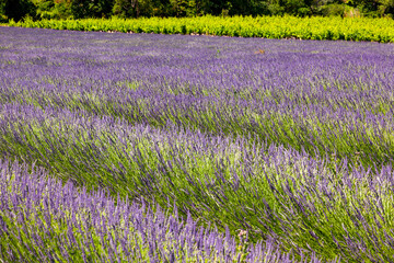 Fototapeta premium lavender fields Provence France