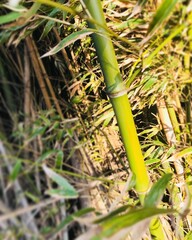 Fototapeta premium grass in the forest