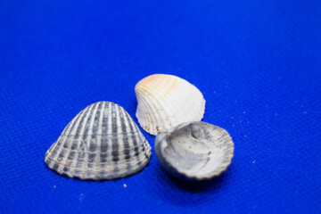sea shell on blue background