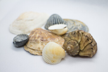 sea shells on a white background