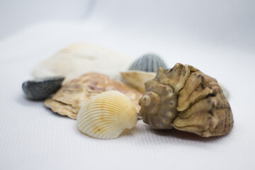 sea shells on a white background