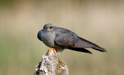 Male cuckoo feeding and displaying