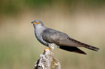 Male cuckoo feeding and displaying