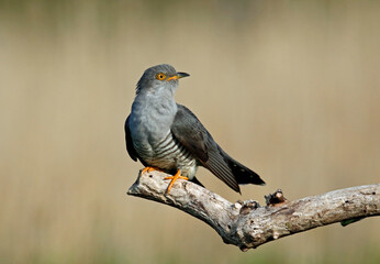 Male cuckoo feeding and displaying