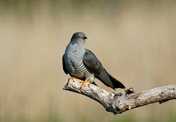 Male cuckoo feeding and displaying