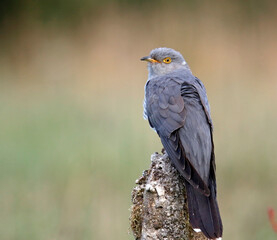 Male cuckoo feeding and displaying