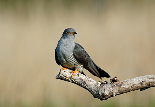 Male cuckoo feeding and displaying