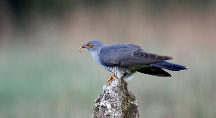 Male cuckoo feeding and displaying