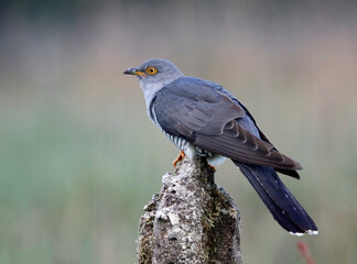 Male cuckoo feeding and displaying