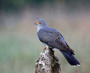 Male cuckoo feeding and displaying