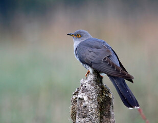 Male cuckoo feeding and displaying
