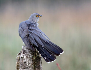 Male cuckoo feeding and displaying