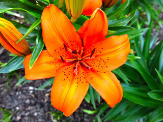 Fototapeta premium bright juicy orange-red lilies bloom in the garden on a flower bed