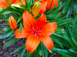 Fototapeta premium bright juicy orange-red lilies bloom in the garden on a flower bed