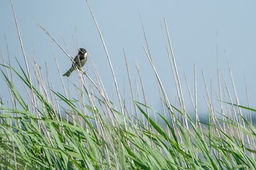 Rohrammer
