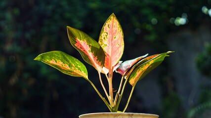 adenium commutatum in a house garden 