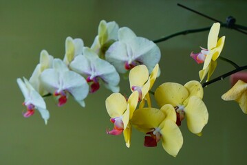 white and yellow orchid