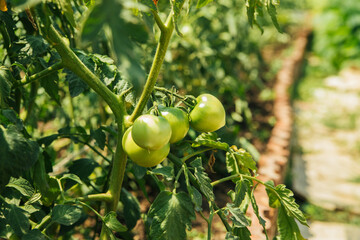 Beds of green tomatoes. Greenhouse with tomato bushes. Green seedlings.
