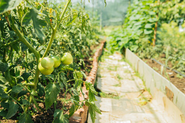 Beds of green tomatoes. Greenhouse with tomato bushes. Green seedlings.