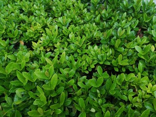 Fototapeta na wymiar Ixora chinensis Small leaves green bush tree texture nature background