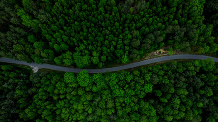 Curvy Road Cut Trough Forest. Aerial Drone Top Down View