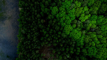 Aerial View over Forest at Lake. top Down View