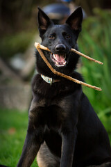 Happy black german shepherd dog with a stick